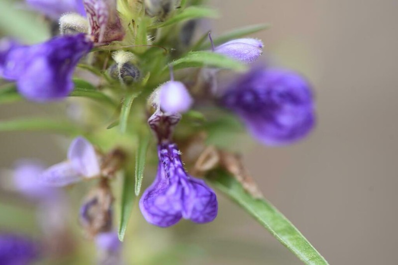 Hygrophila micrantha