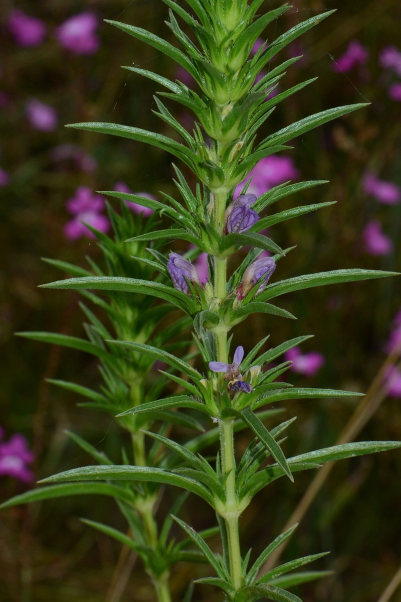 Hygrophila micrantha photo 2