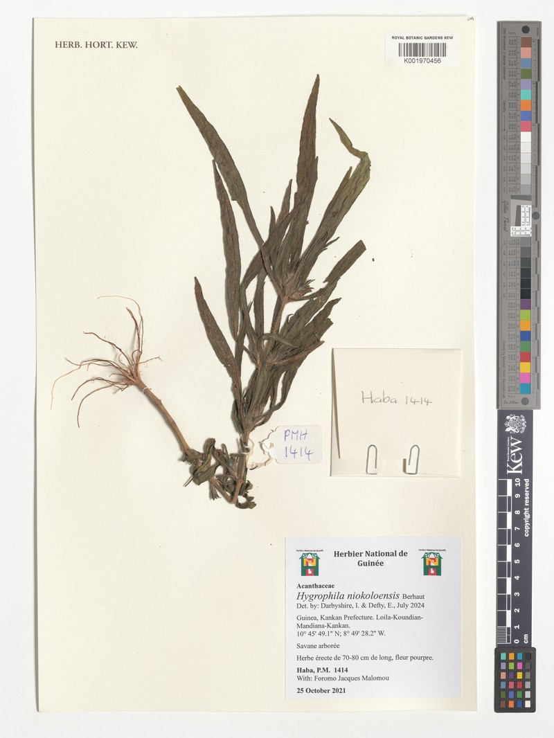 Hygrophila niokoloensis