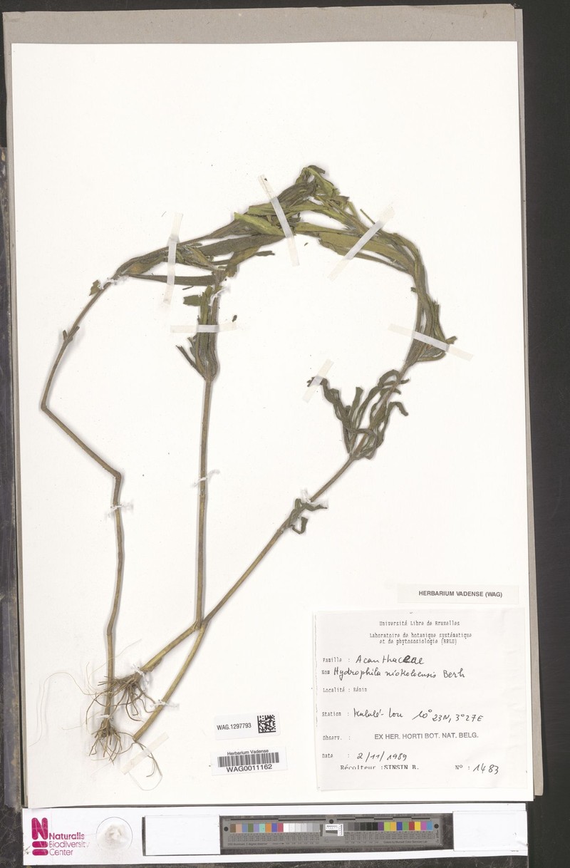 Hygrophila niokoloensis photo 3