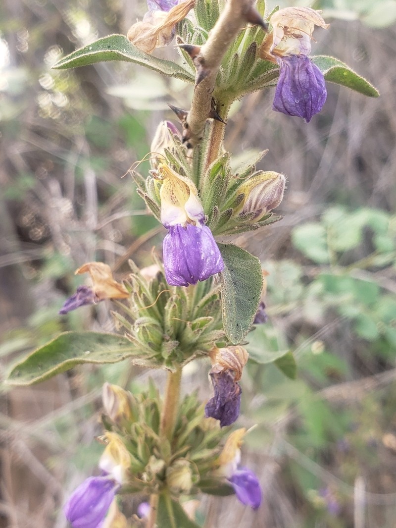 Hygrophila odora photo 2