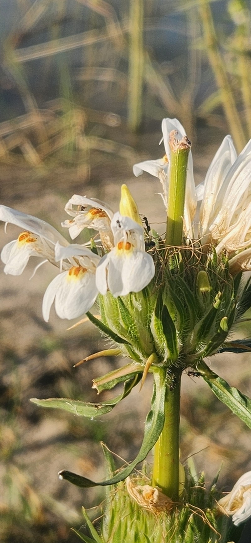 Hygrophila okavangensis