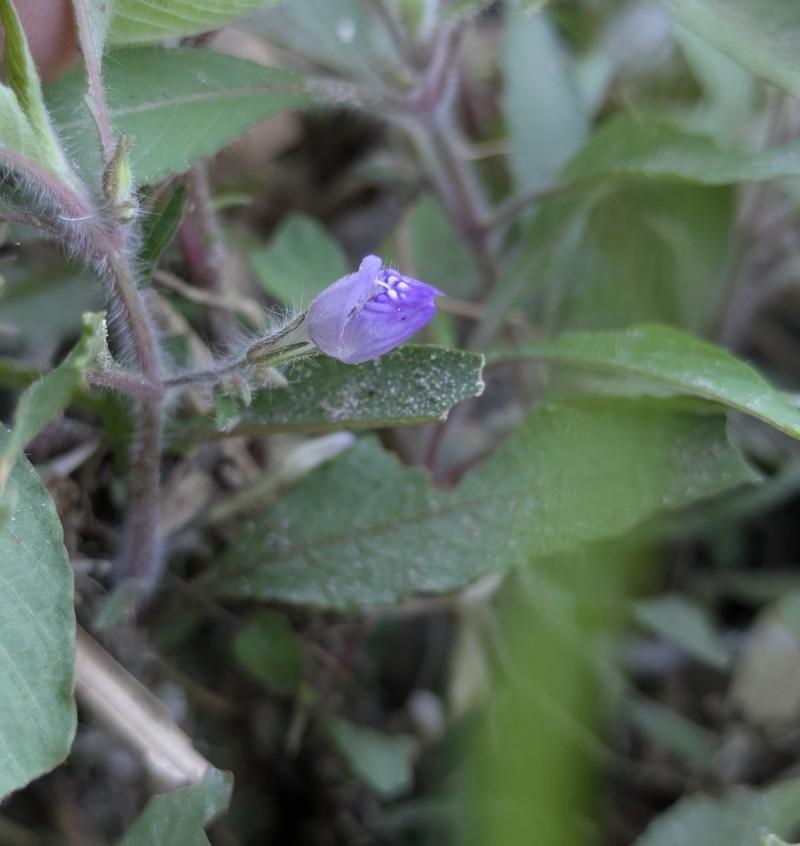 Hygrophila petiolata