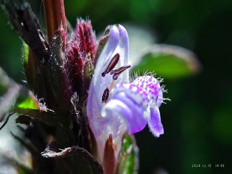 Hygrophila phlomoides photo 2