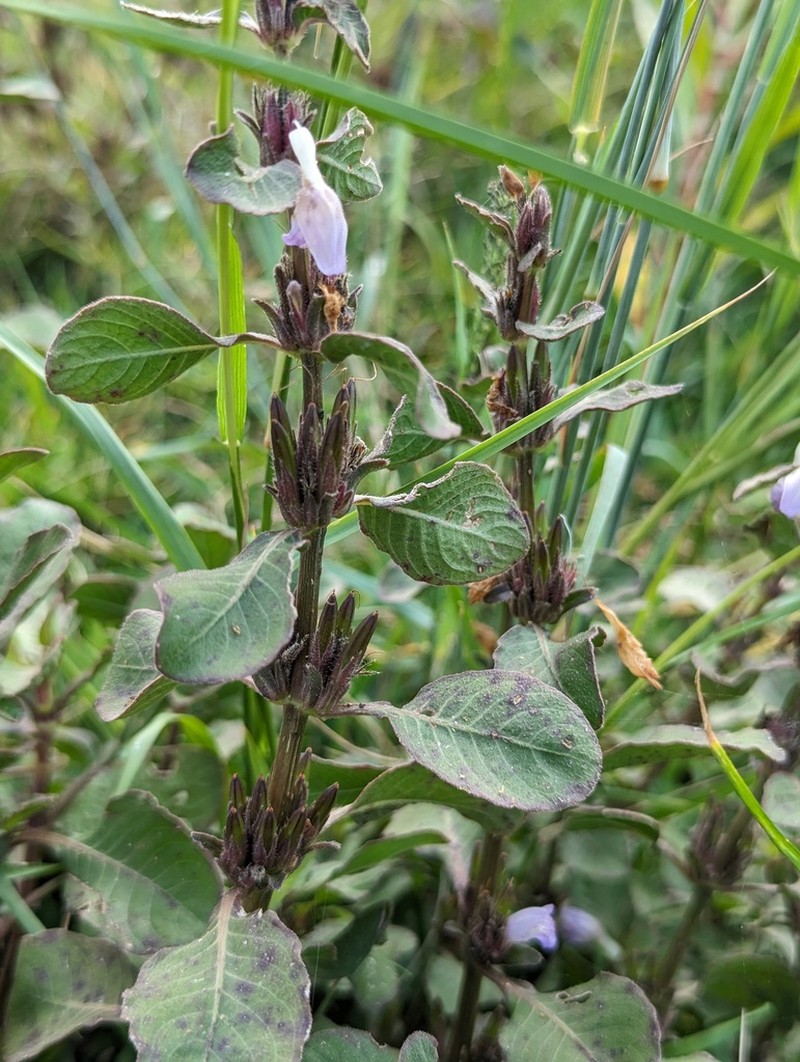 Hygrophila phlomoides photo 3