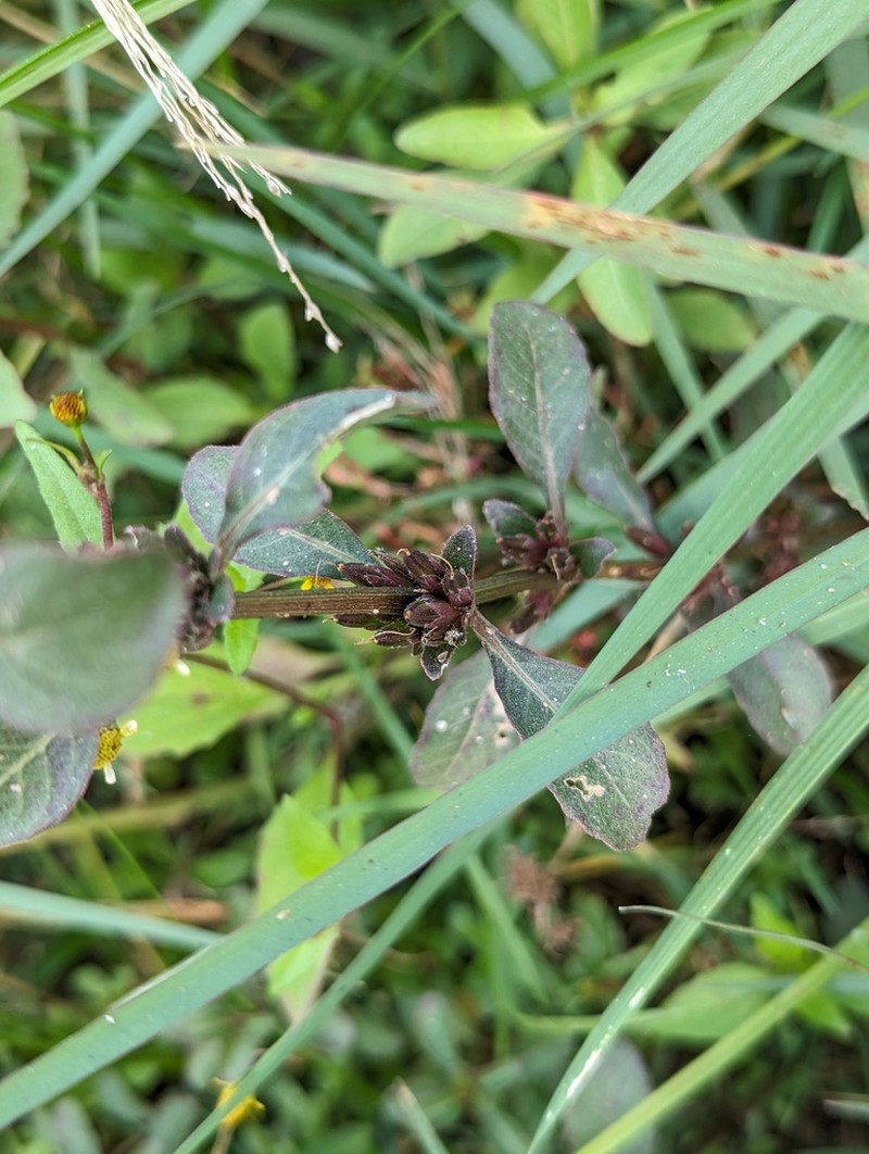 Hygrophila phlomoides photo 4