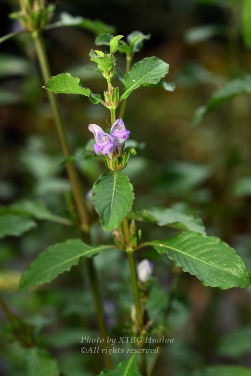 Hygrophila phlomoides photo 5