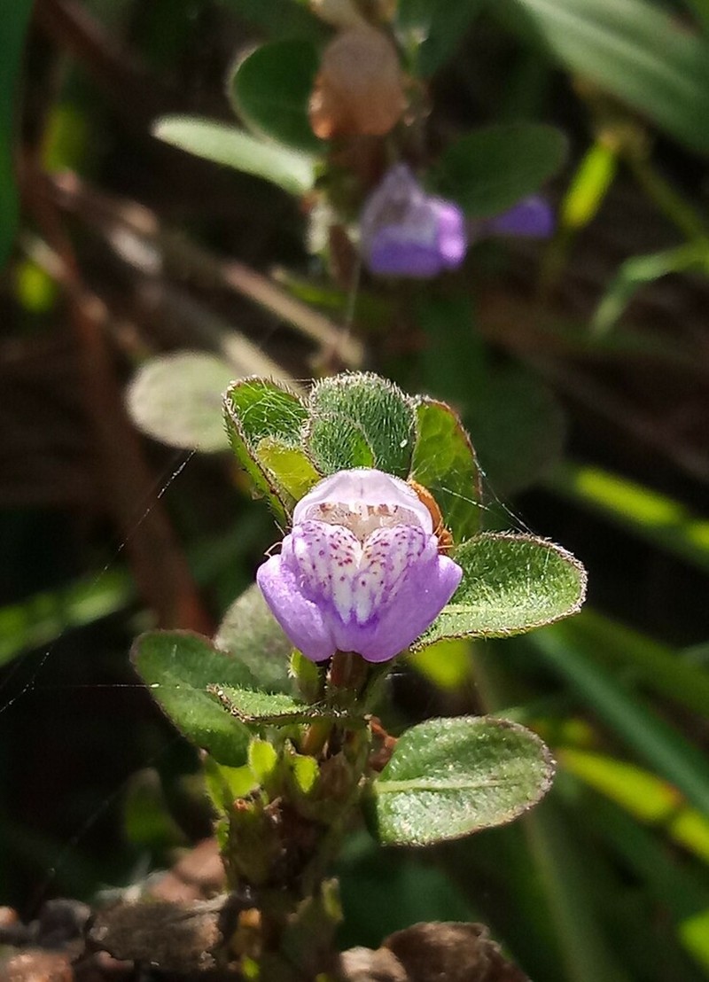 Hygrophila phlomoides photo 6