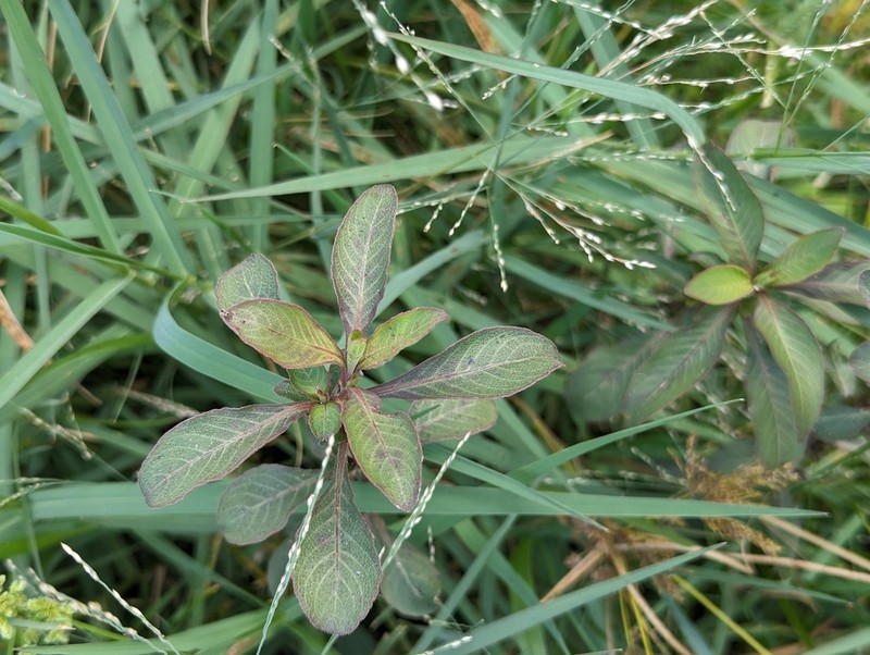 Hygrophila phlomoides photo 7