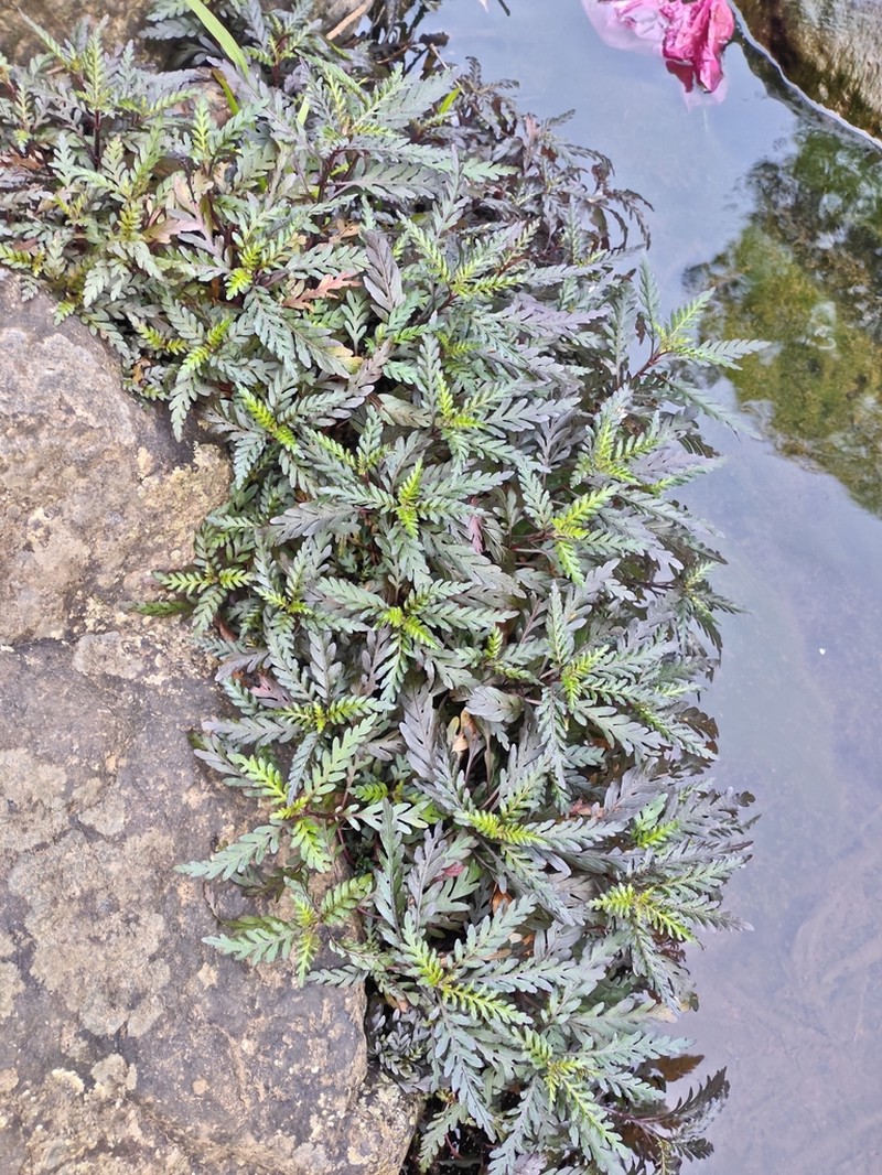 Hygrophila pinnatifida