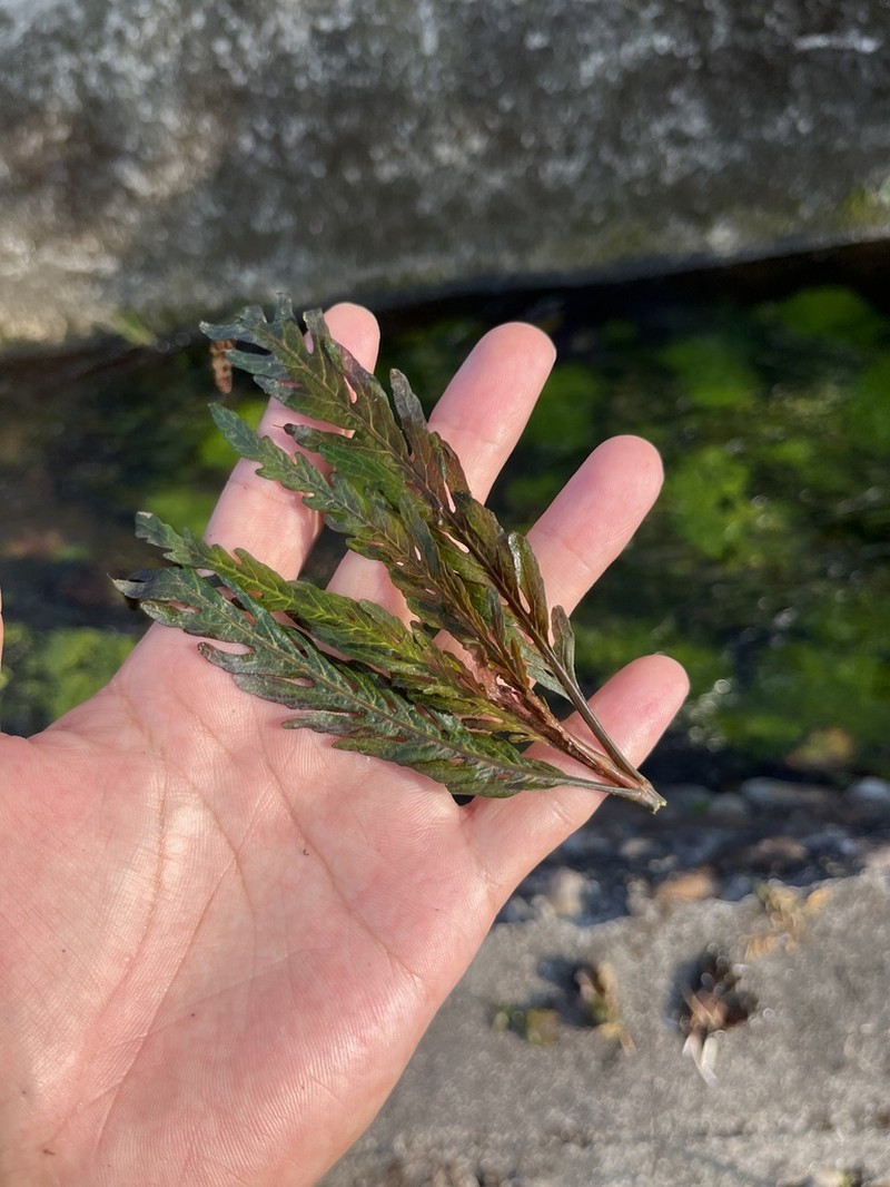 Hygrophila pinnatifida photo 2