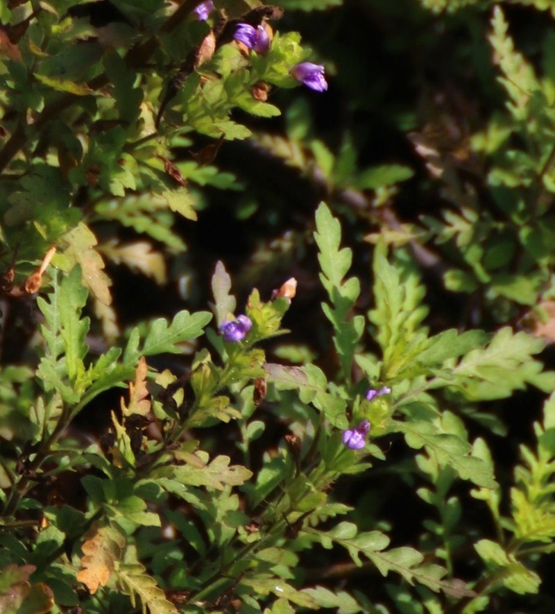 Hygrophila pinnatifida photo 3
