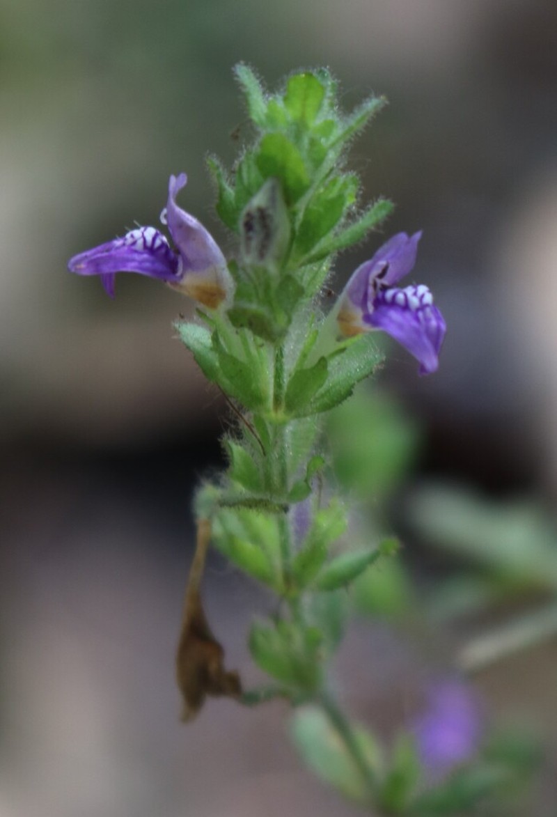 Hygrophila pinnatifida photo 4