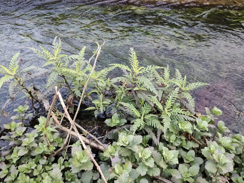 Hygrophila pinnatifida photo 5