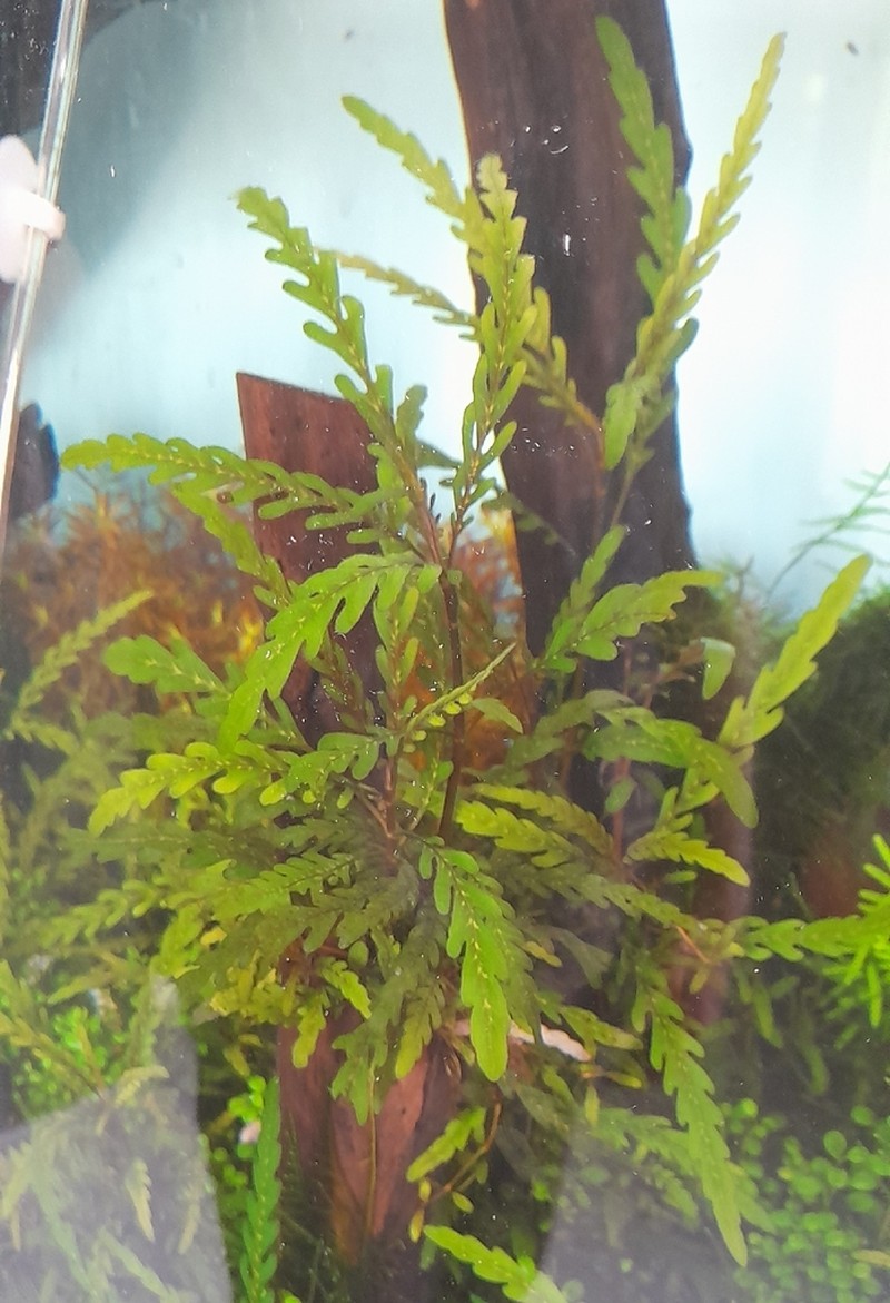 Hygrophila pinnatifida photo 6