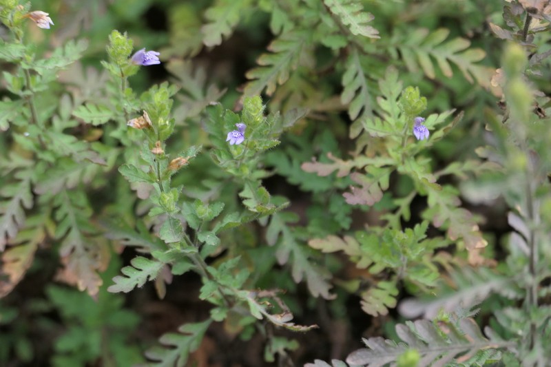 Hygrophila pinnatifida photo 7