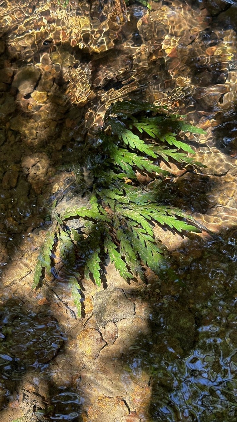 Hygrophila pinnatifida photo 8