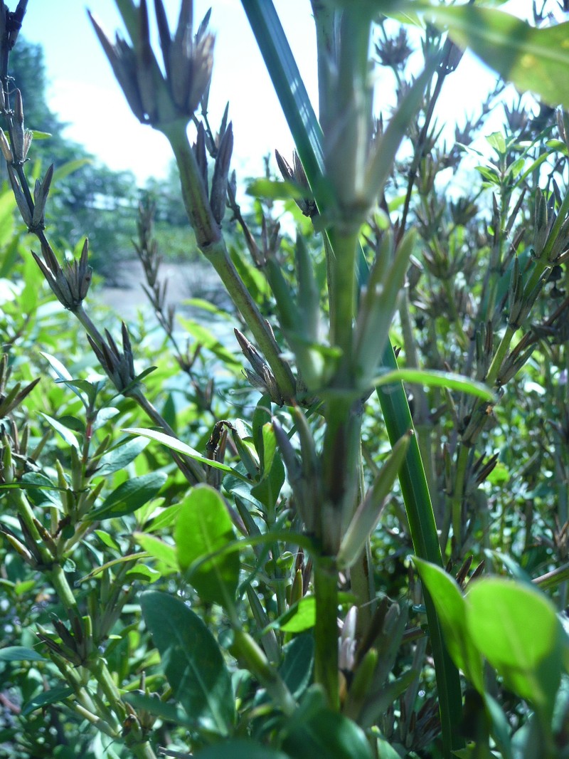 Hygrophila pogonocalyx photo 2
