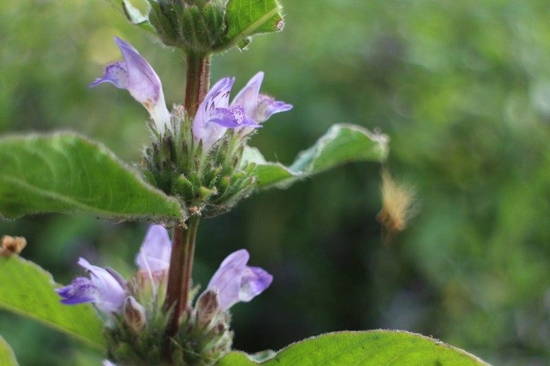 Hygrophila pogonocalyx photo 3