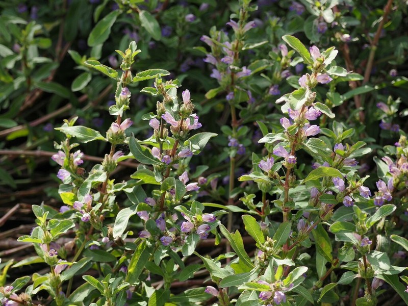 Hygrophila pogonocalyx photo 4