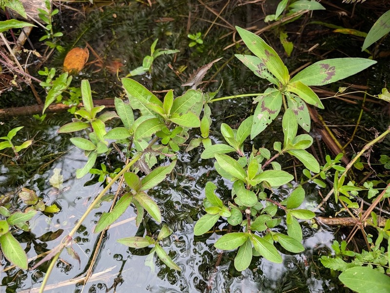Hygrophila pogonocalyx photo 5