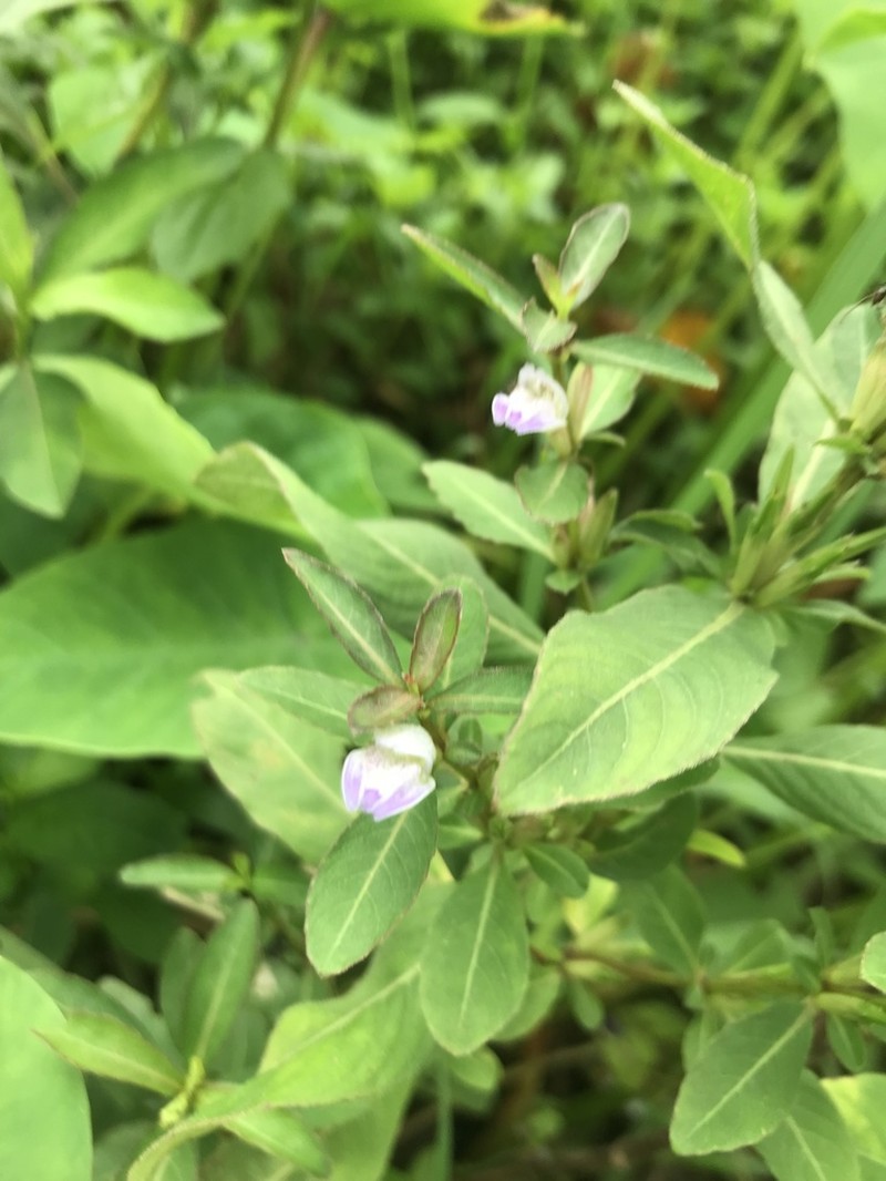 Hygrophila pogonocalyx photo 7