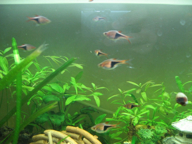 Indian Swampweed photo 4