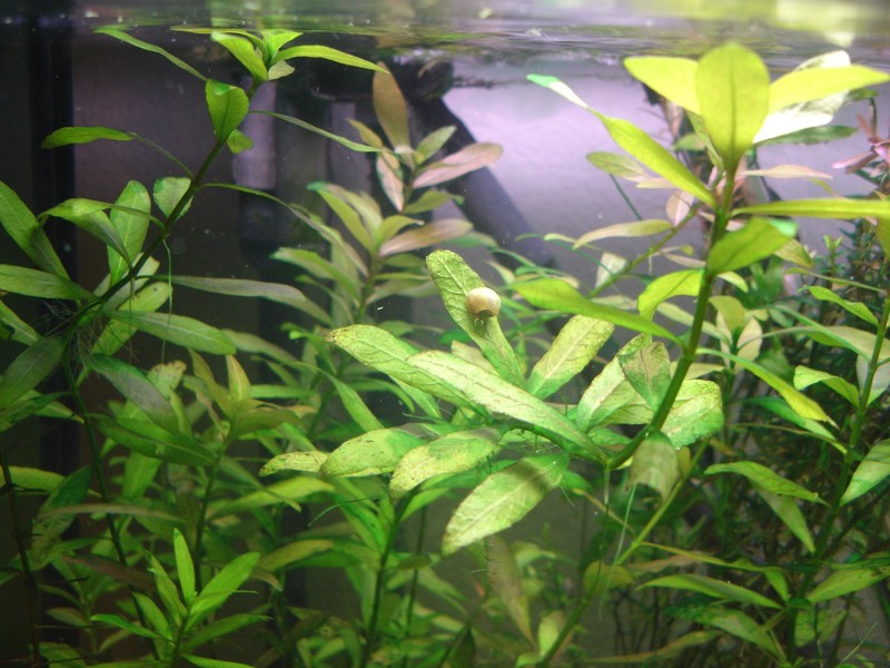 Indian Swampweed photo 5