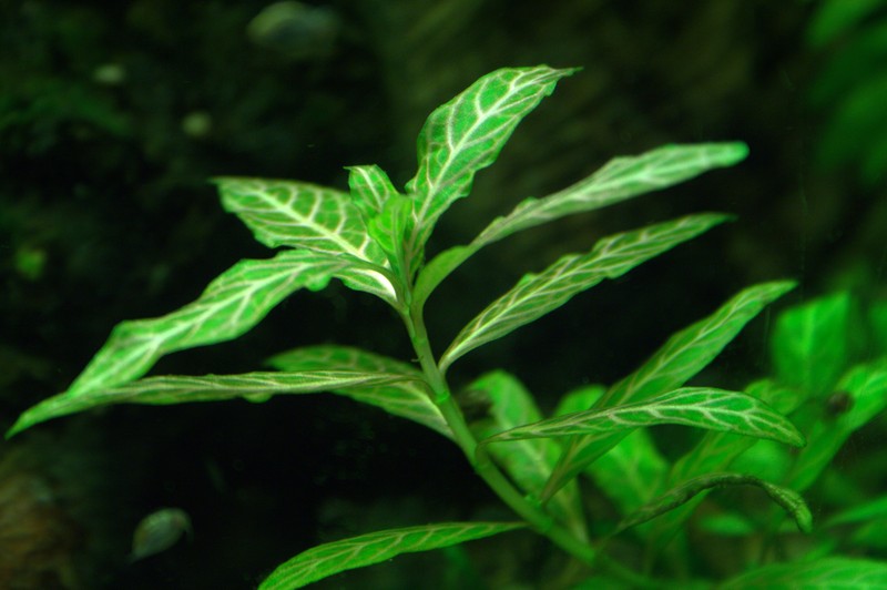 Indian Swampweed photo 6