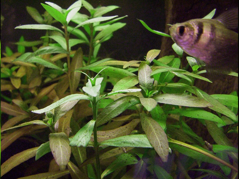 Indian Swampweed photo 2