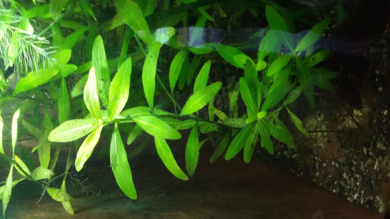Indian Swampweed photo 3