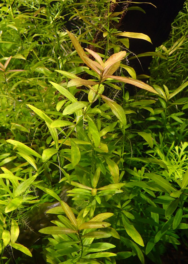 Indian Swampweed photo 7