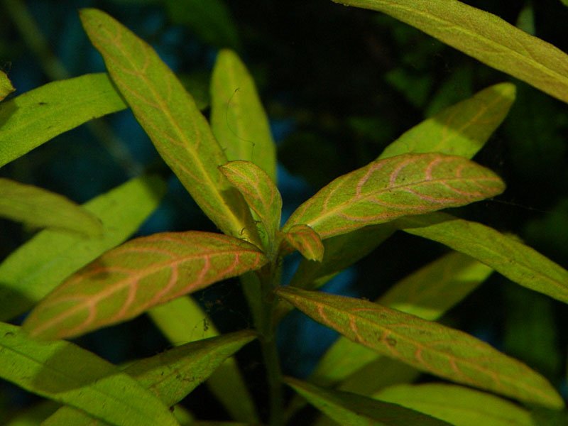 Indian Swampweed photo 8