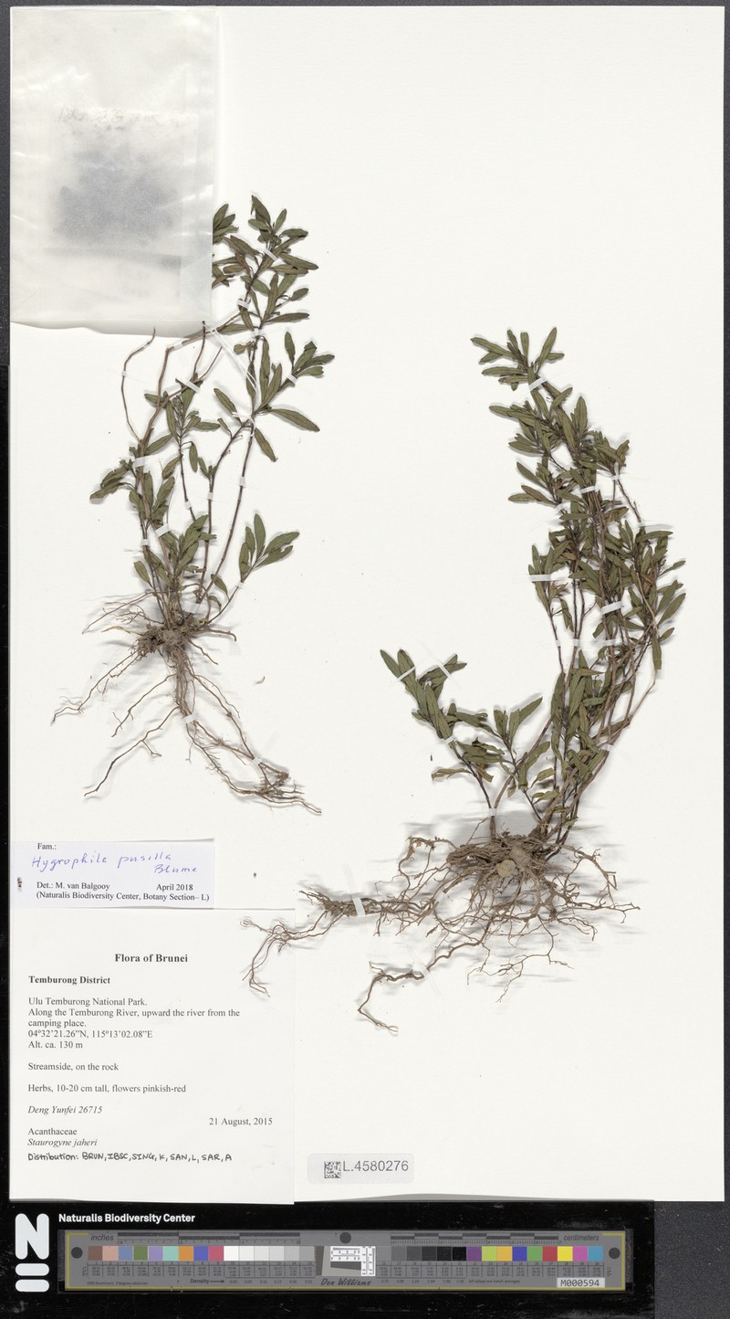 Hygrophila pusilla