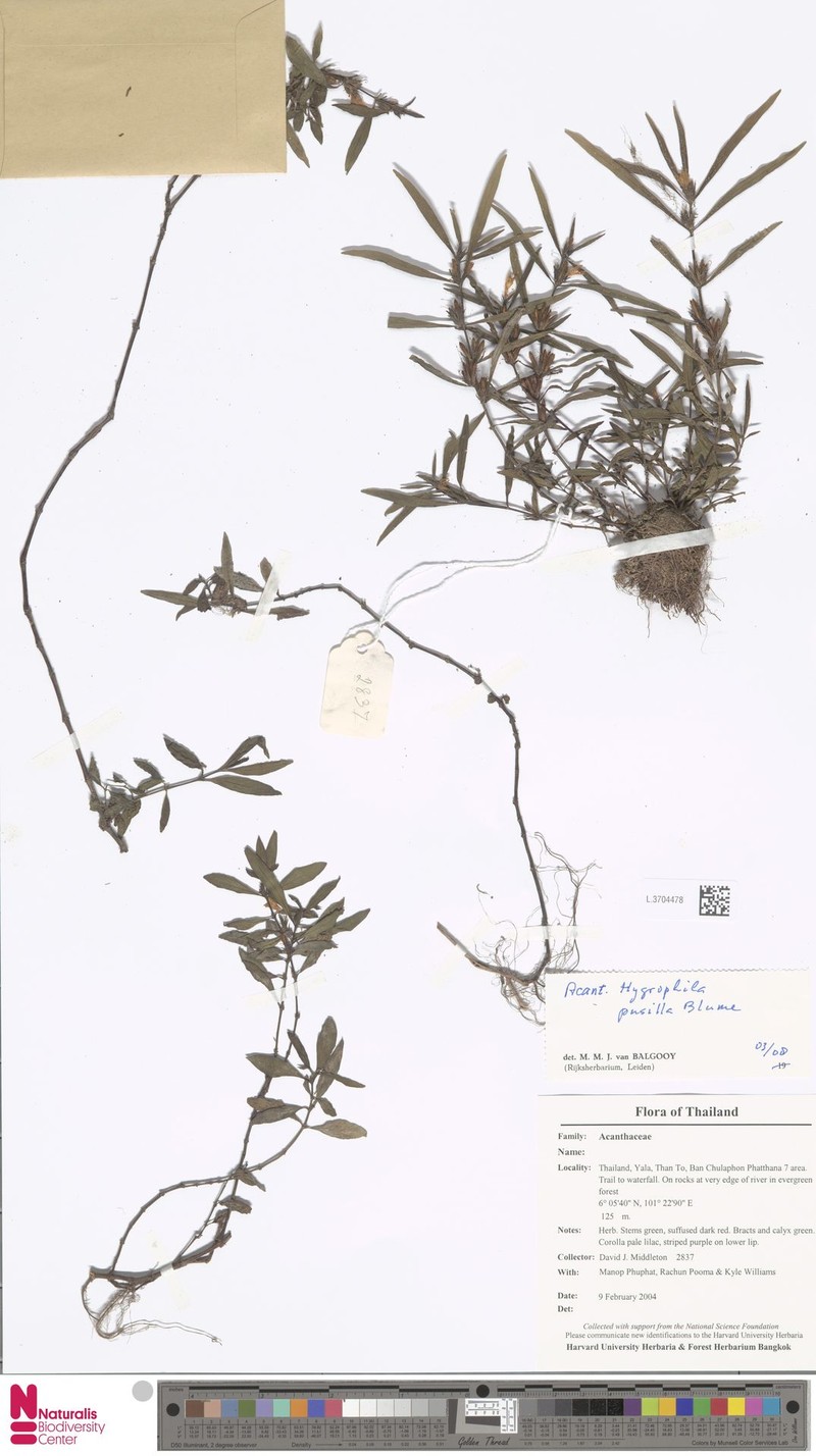 Hygrophila pusilla photo 2