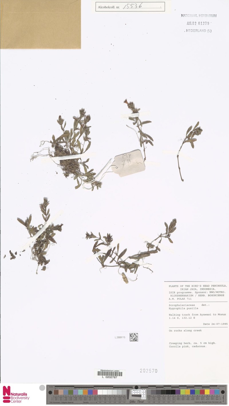 Hygrophila pusilla photo 4