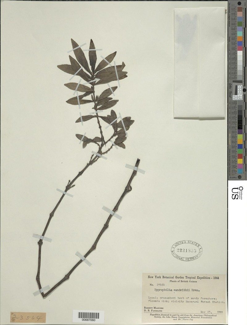 Hygrophila sandwithii