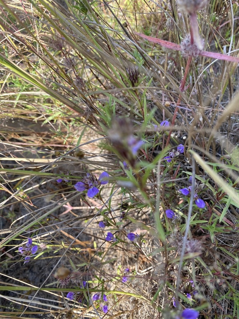 Hygrophila senegalensis