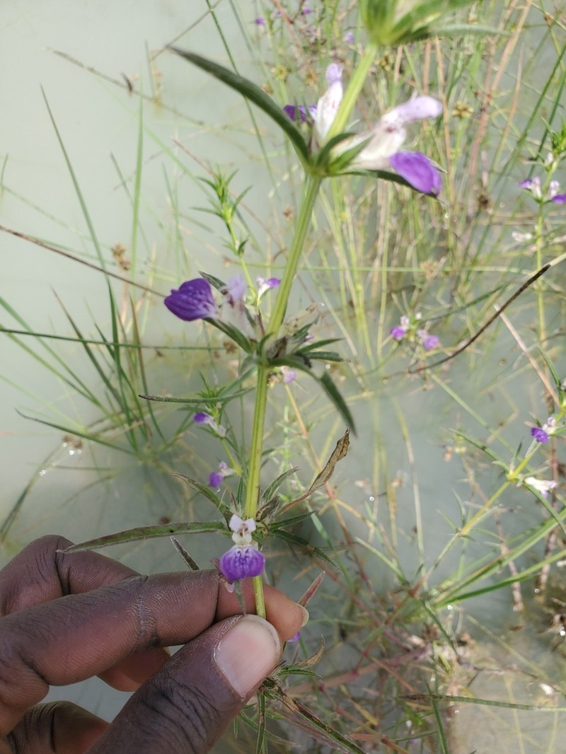 Hygrophila senegalensis photo 2