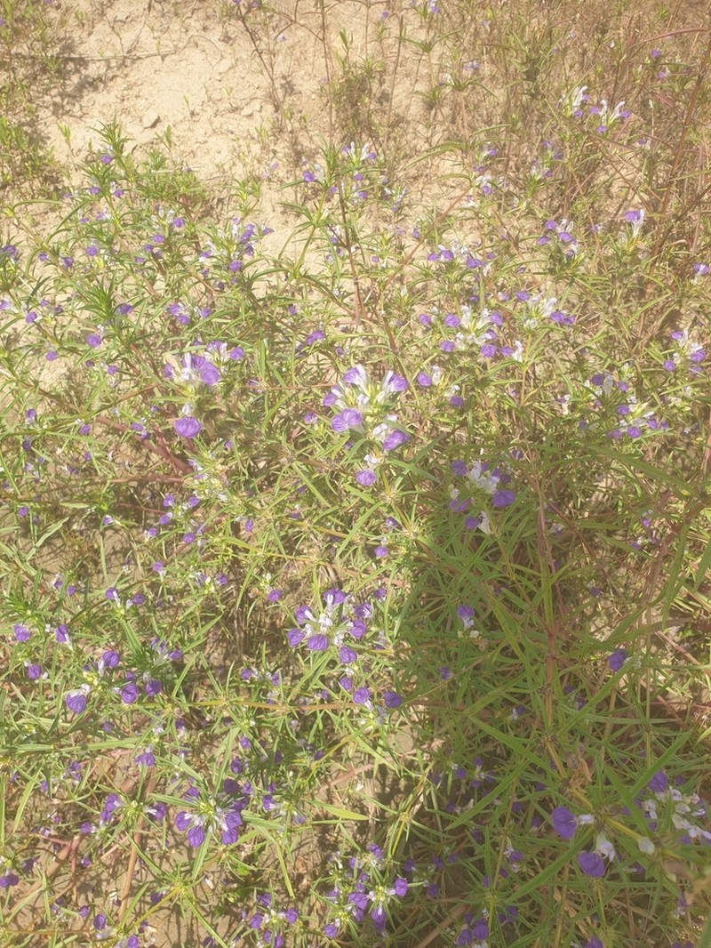 Hygrophila senegalensis photo 3
