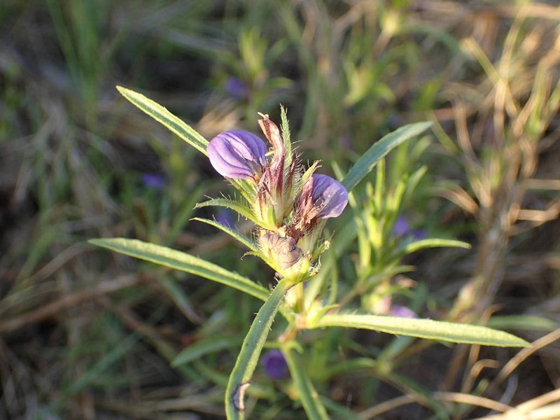 Hygrophila senegalensis photo 4