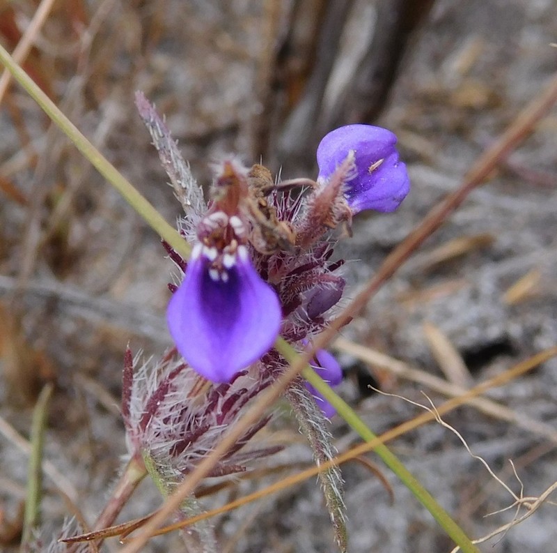 Hygrophila senegalensis photo 5