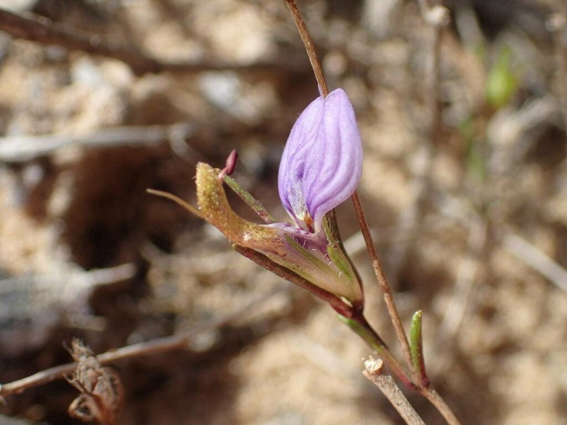 Hygrophila senegalensis photo 6
