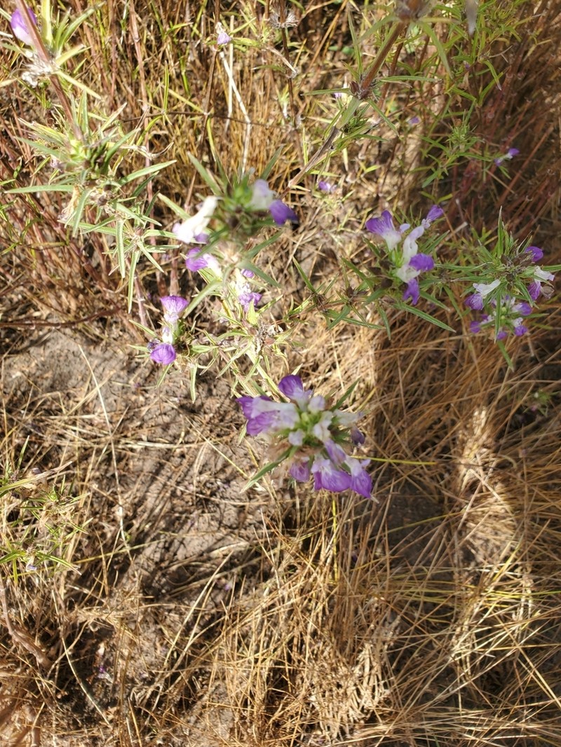Hygrophila senegalensis photo 7
