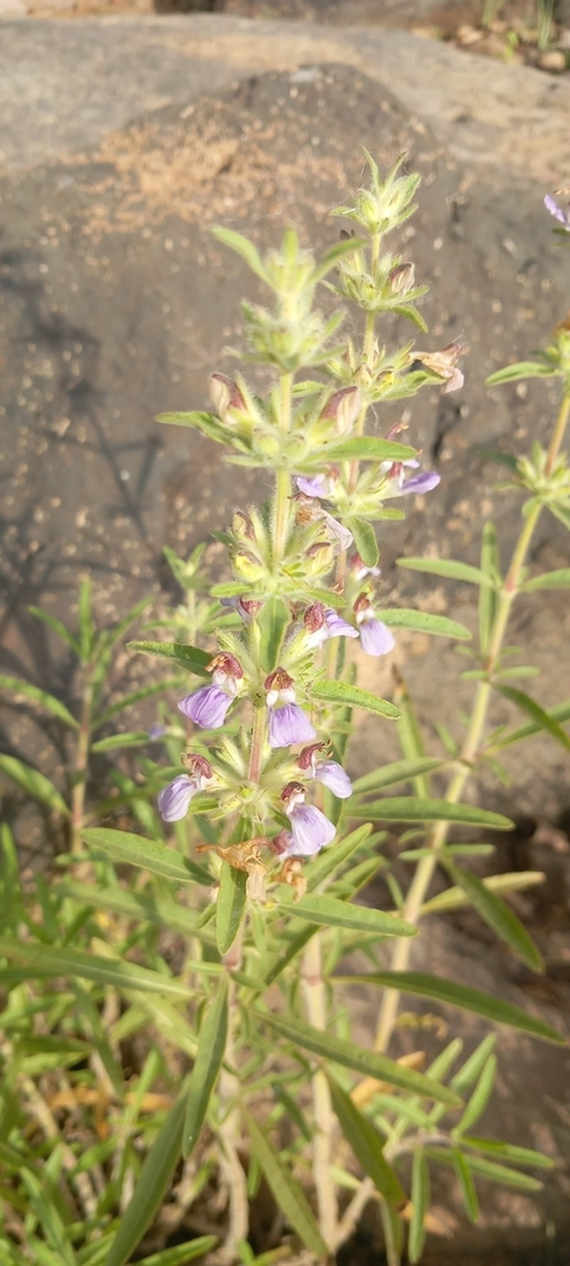 Hygrophila senegalensis photo 8