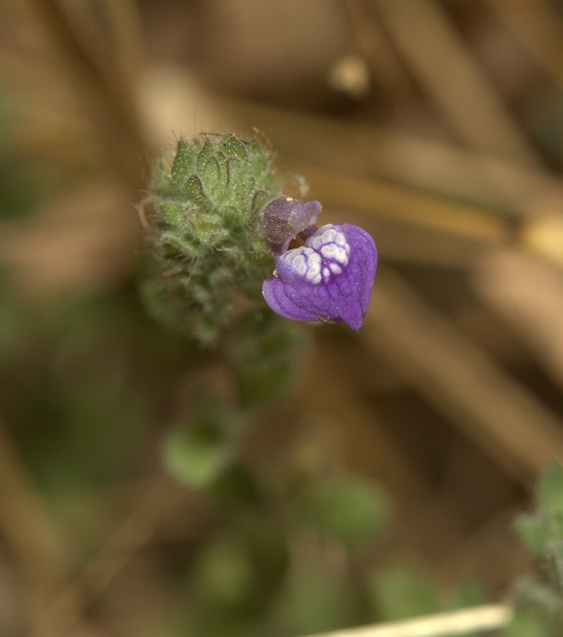 Hygrophila serpyllum