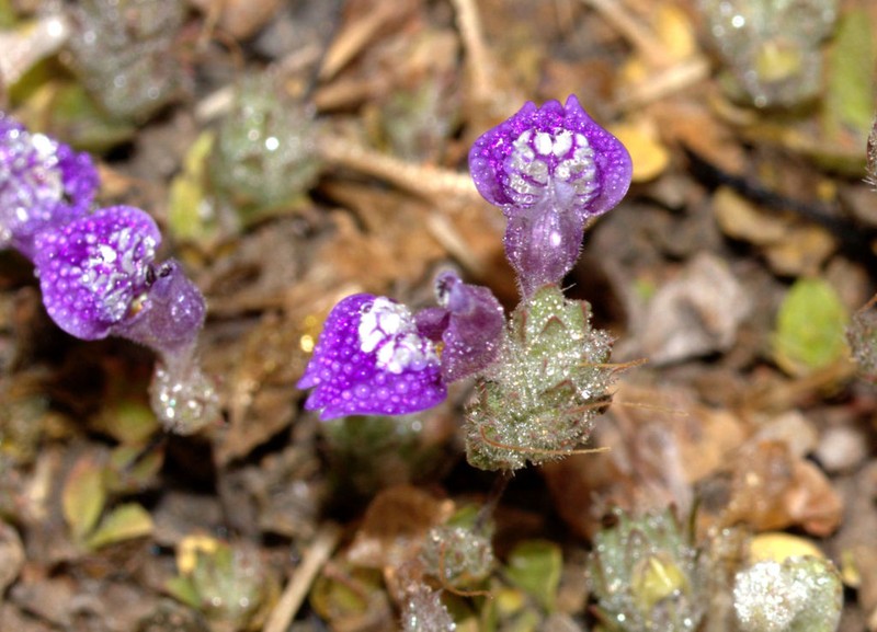 Hygrophila serpyllum photo 2