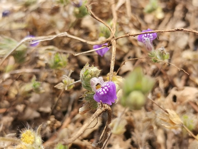 Hygrophila serpyllum photo 3
