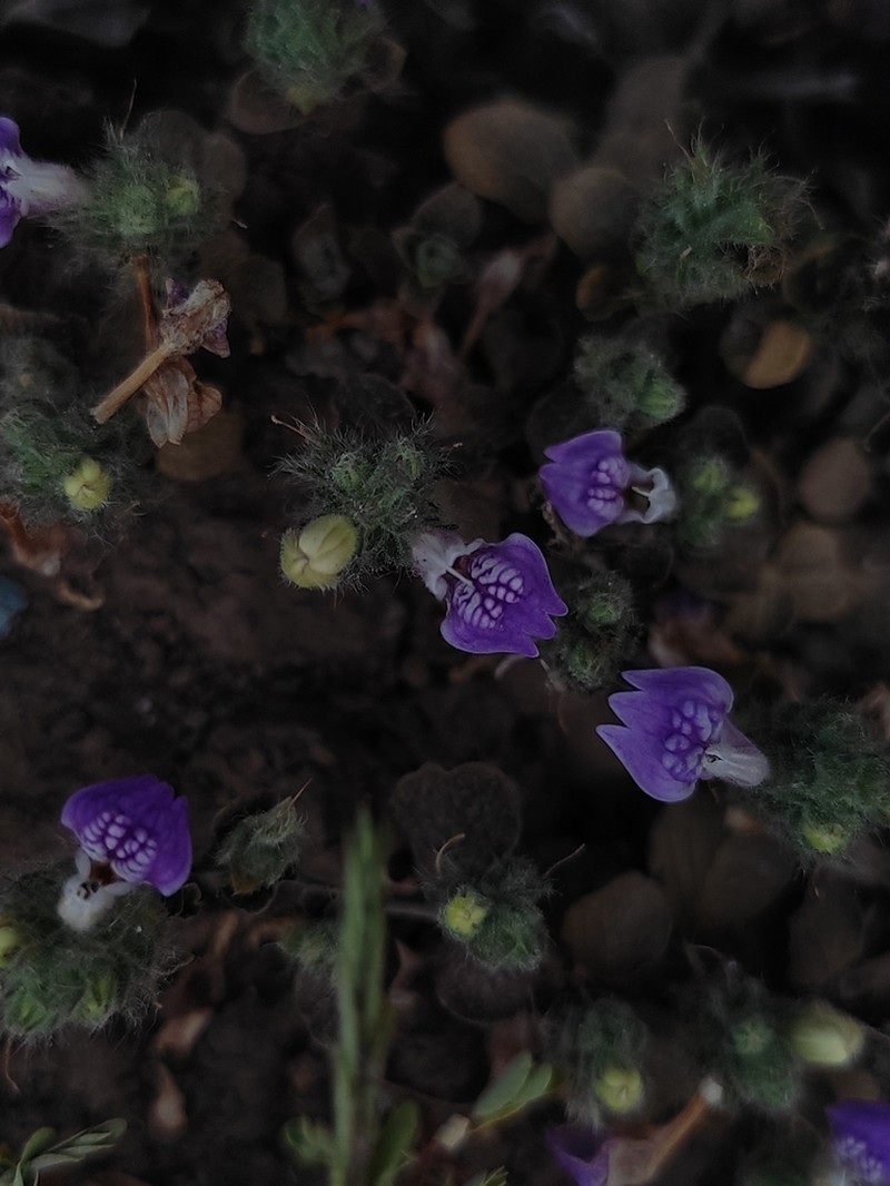 Hygrophila serpyllum photo 4