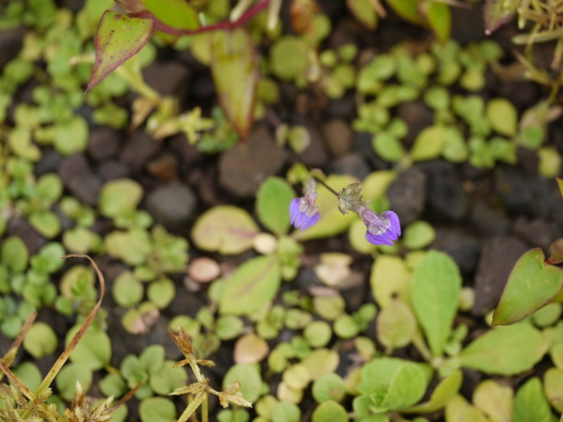 Hygrophila serpyllum photo 5